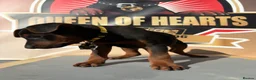 Chinese Red Dog dogs for sale: Stunning (Laizhou hong) Chinese red dog puppies  - Advert 10