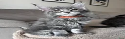 Maine Coon cats for sale: ✨5 Gorgeous Pure Breed Maine Coon Kittens✨ - Advert 8