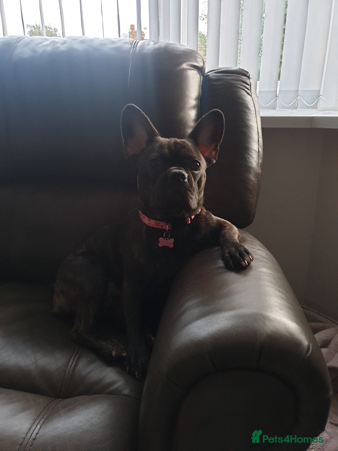 French Bulldog dogs for stud: Female Fenchie looking for stud - Image 4