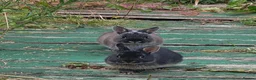 Netherland Dwarf rabbits for sale: Beautiful Netherland Dwarf bunnies - Advert 17