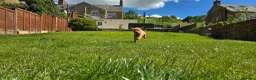 Labrador Retriever dogs for sale: KC Reg Working Fox Red Labrador  - Advert 4