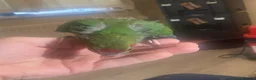 Parrots birds for sale: Hand reared Kakariki  - Advert 6