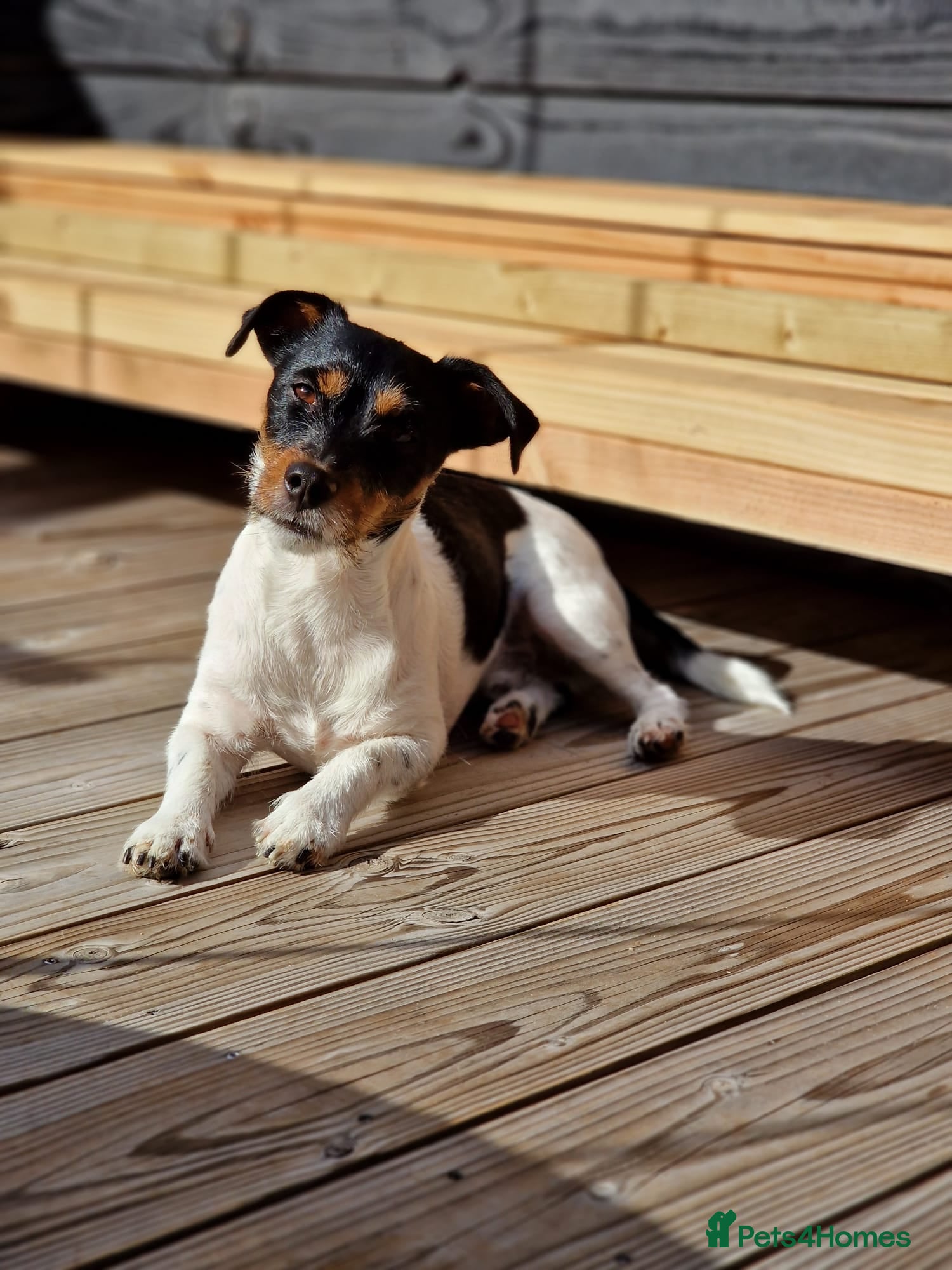 Jack Russell dogs Koa: Loving, Cuddly, Playful & Loyal Companion - Advert 2
