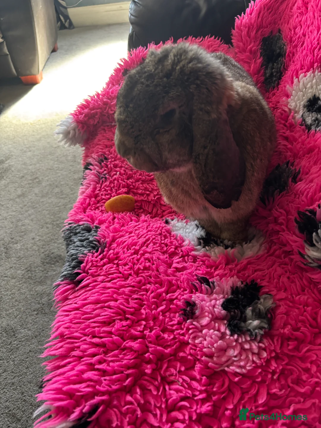French Lop rabbits for sale: Giant French Lop - Advert 1