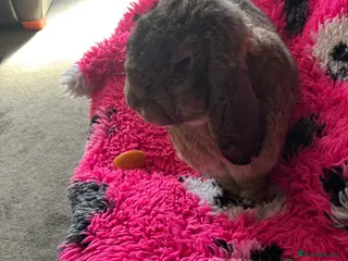 French Lop rabbits Giant French Lop - Advert 19