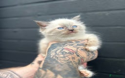 Ragdoll cats for sale: 2 MALE RAGDOLLS AVAILABLE  - Image 1