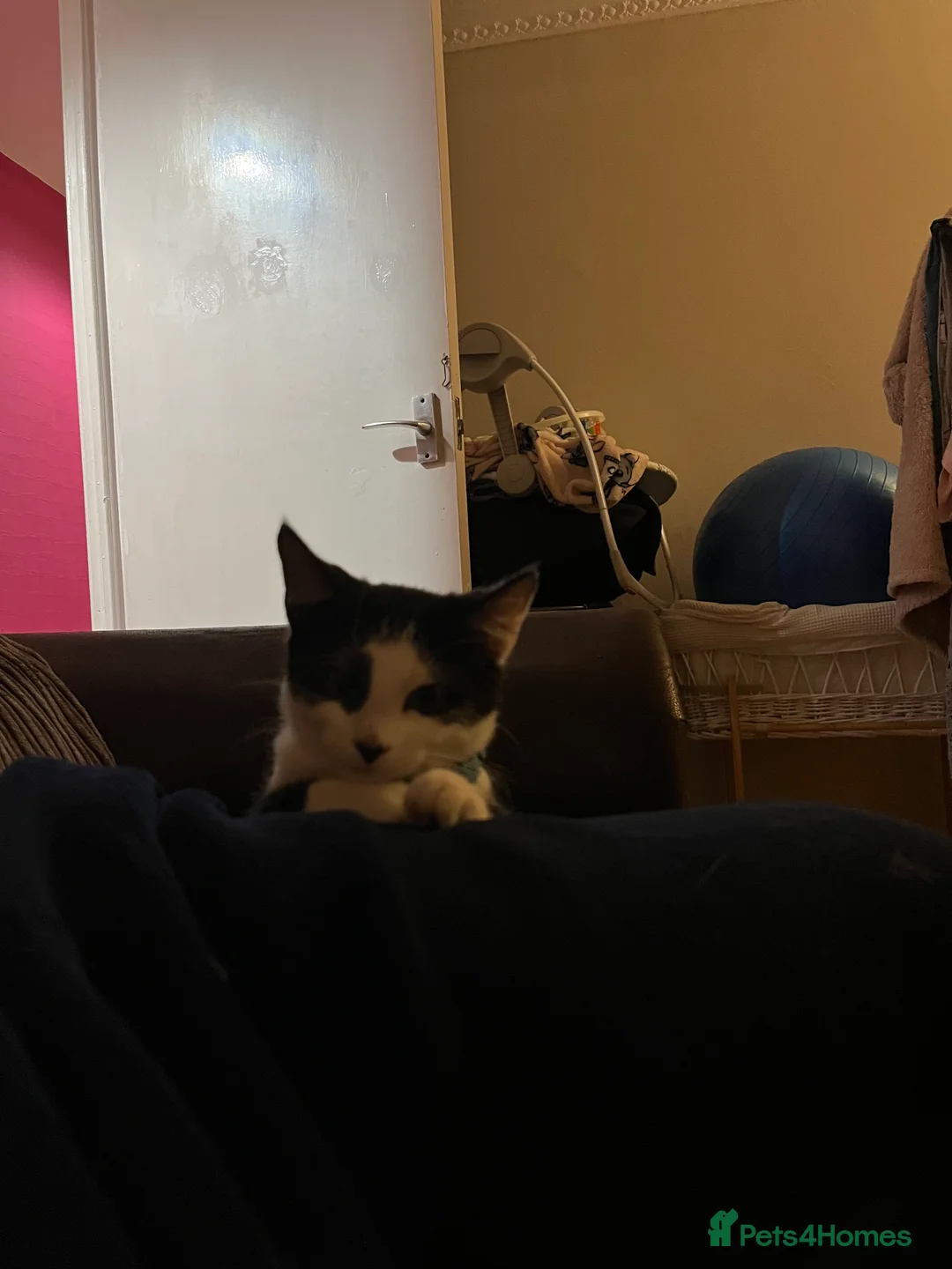 Mixed Breed cats for sale: Kitten for sale  - Advert 6