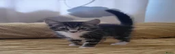 Mixed Breed cats for sale: Kittens for sale. 2 boys and one girl - Advert 2