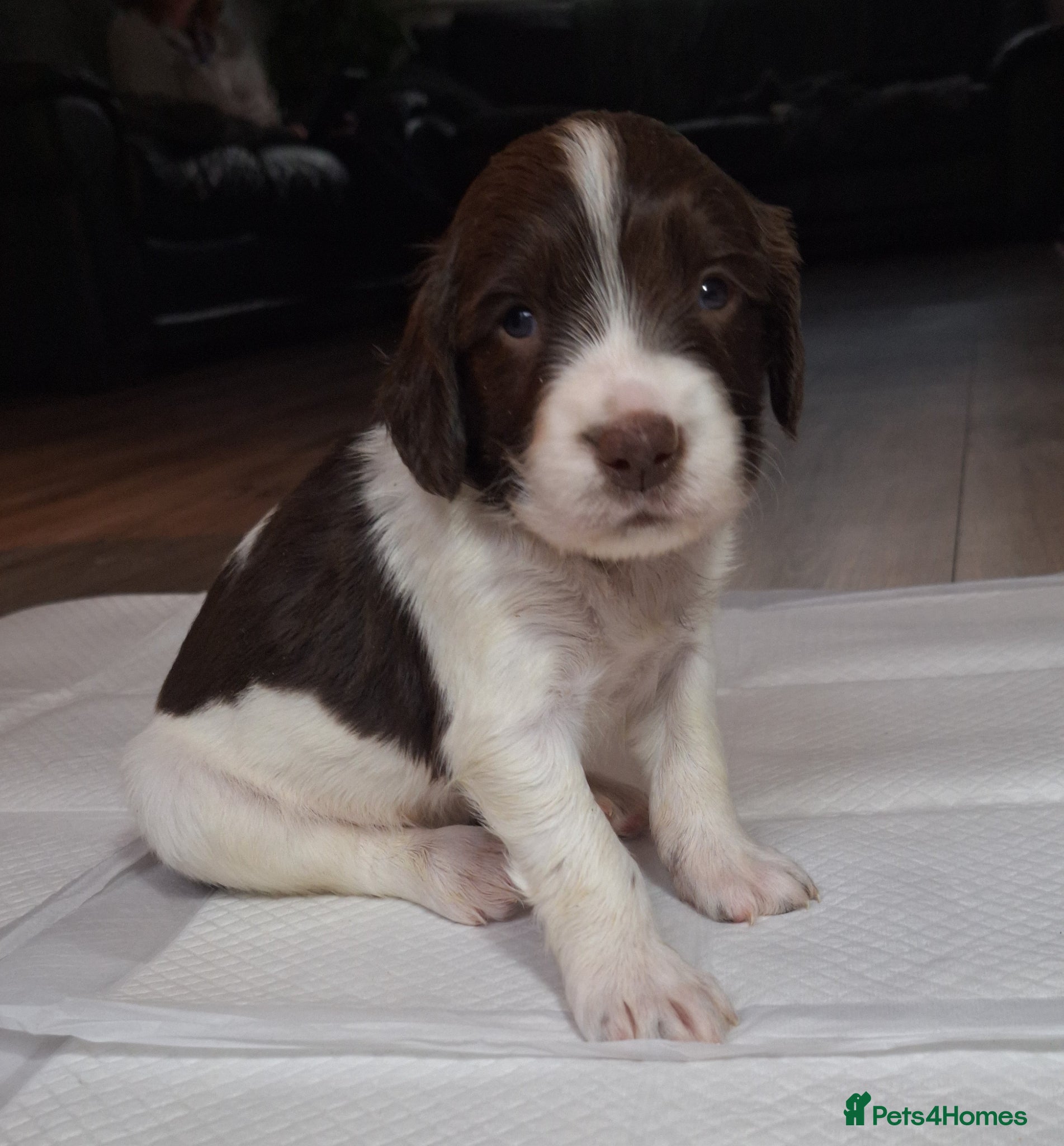 English Springer Spaniel dogs KC Working Springer Spaniel Puppies heavily marked - Advert 1