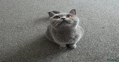 British Shorthair cats - Advert 12