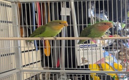 Budgerigars birds for sale: Budgies-Cockatiels-Conures- Love Birds- Bourkes- - Image 2