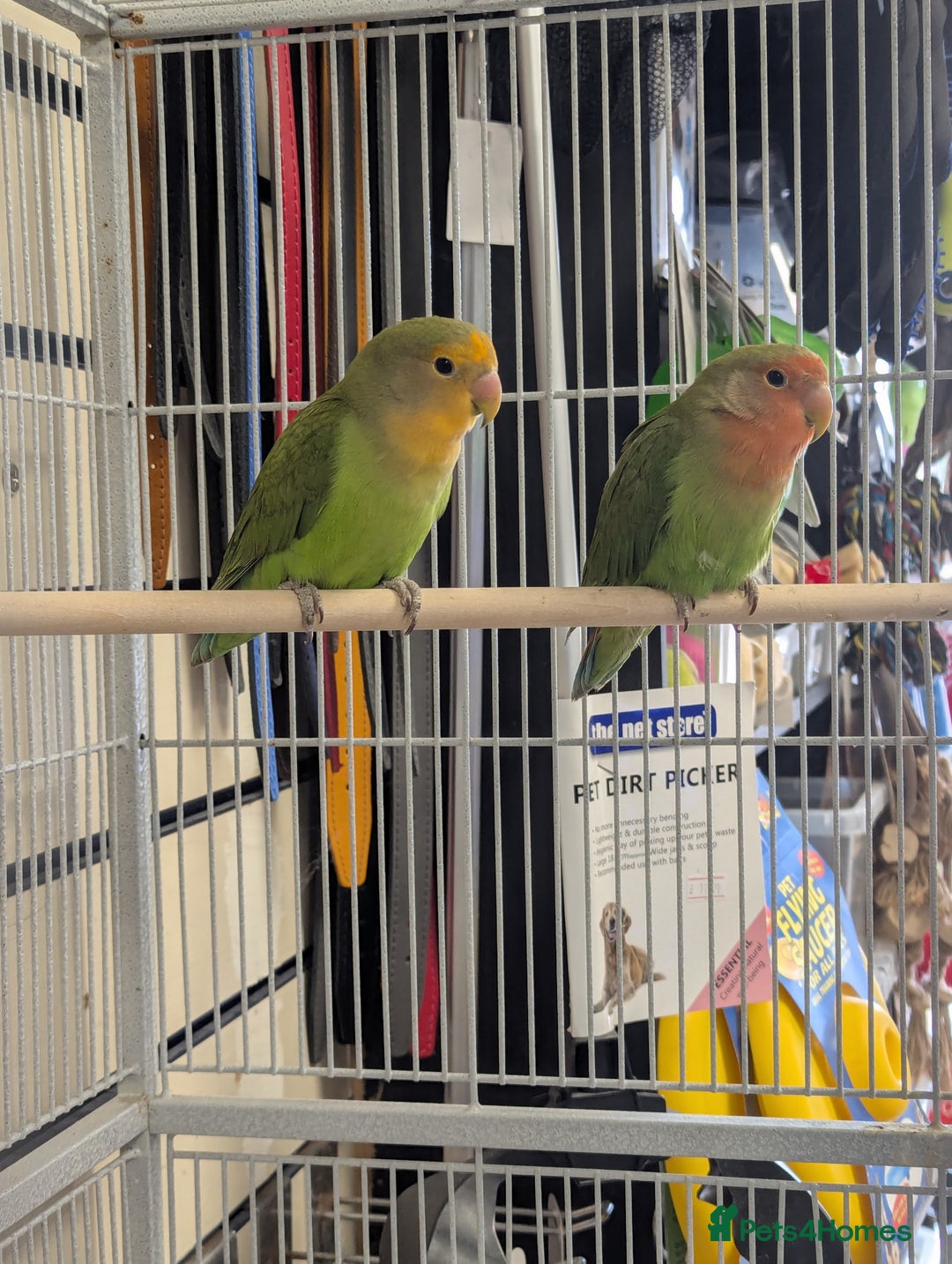 Budgerigars birds for sale: Budgies-Cockatiels-Conures- Love Birds- Bourkes- - Image 2