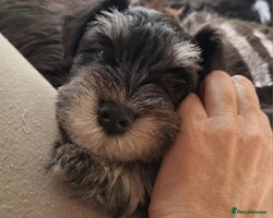 Miniature Schnauzer dogs Miniature Schnauzer Puppies KC Registered - Advert 8