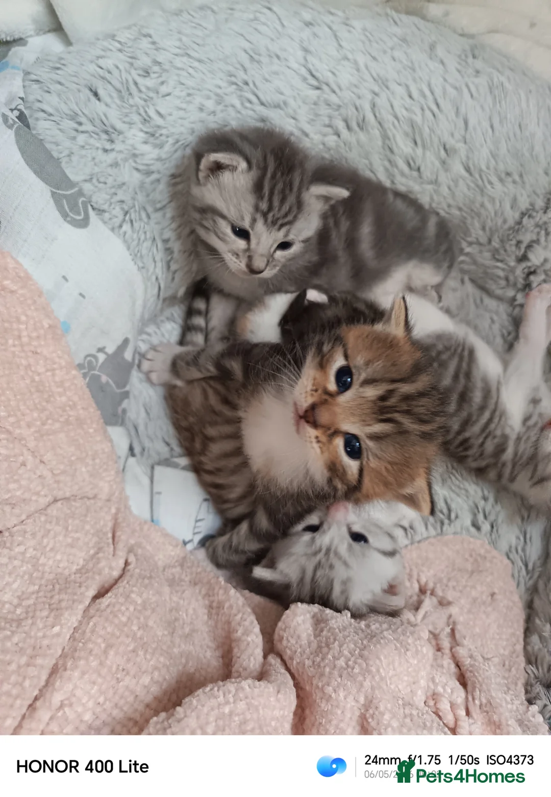 Mixed Breed cats for sale: Siberian X kittens  in Manchester - Advert 2