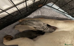 French Bulldog dogs for sale: Well bred French Bulldog Puppies  - Image 17