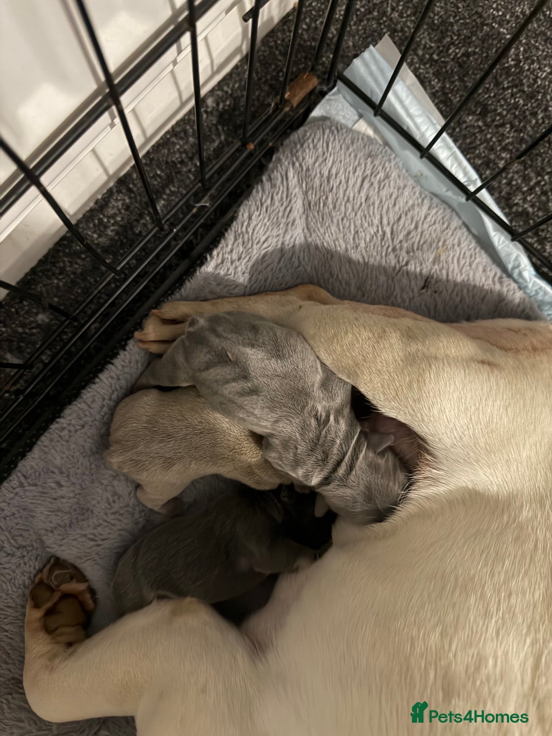 French Bulldog dogs for sale: Well bred French Bulldog Puppies  - Image 17