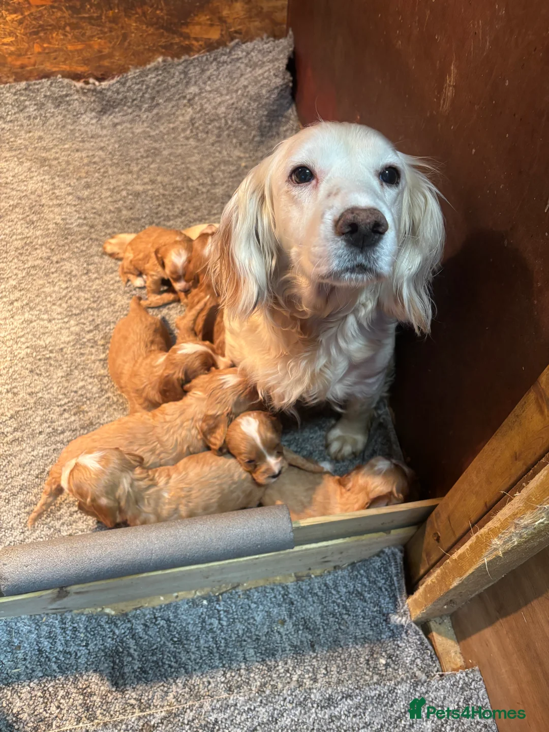 Cockapoo dogs for sale: Beautiful F1 cockapoo’s for sale - Advert 4