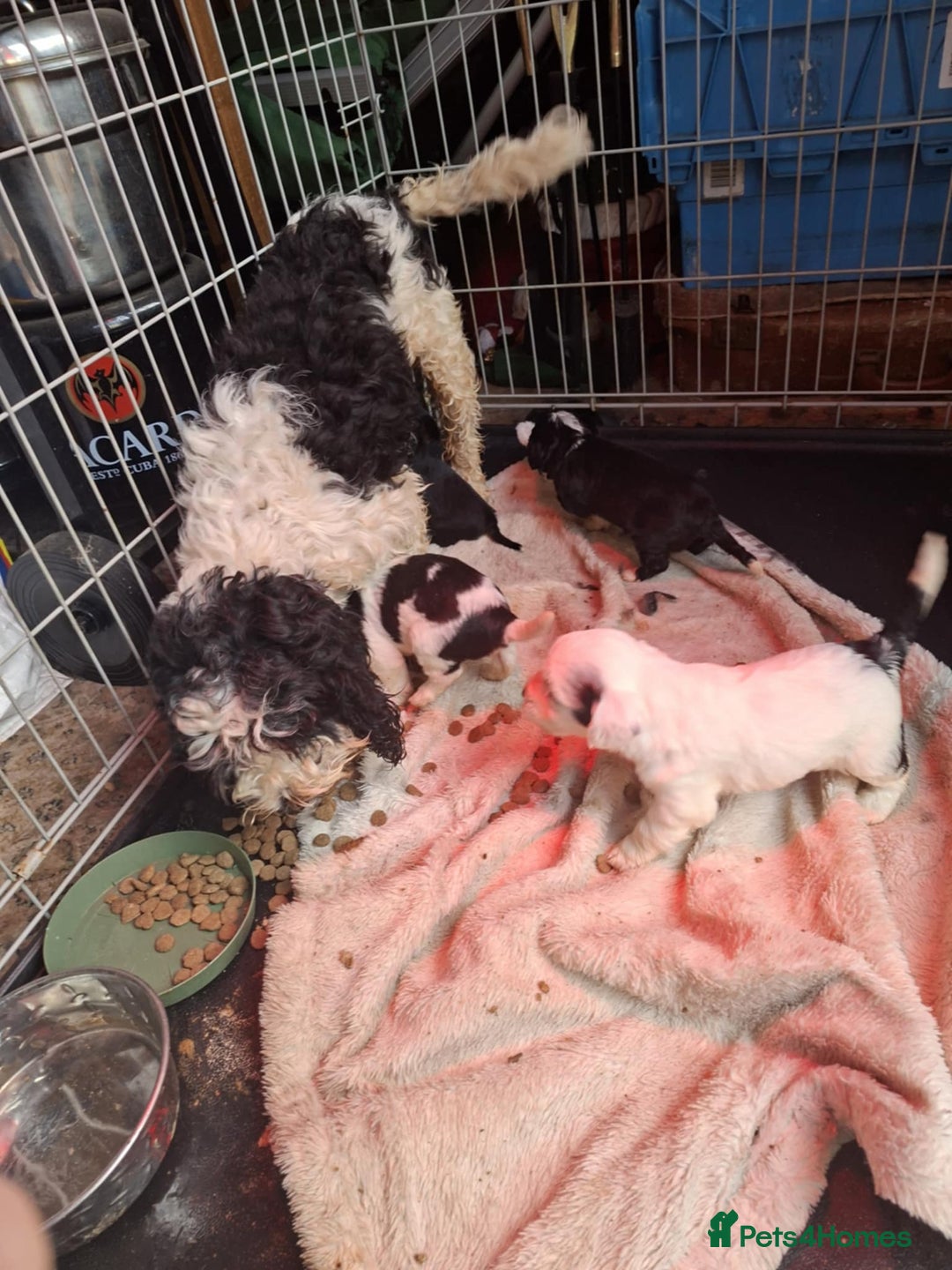 Mixed Breed dogs for sale: Jackapoos - Advert 4