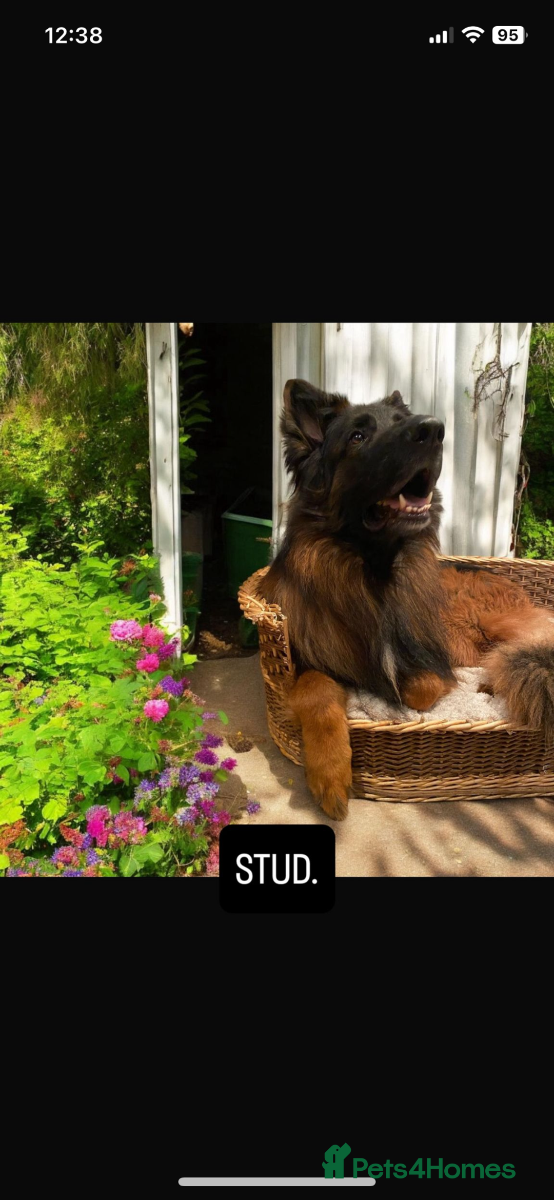 German Shepherd dogs for sale: Last gorgeous boy ready now  - Image 6