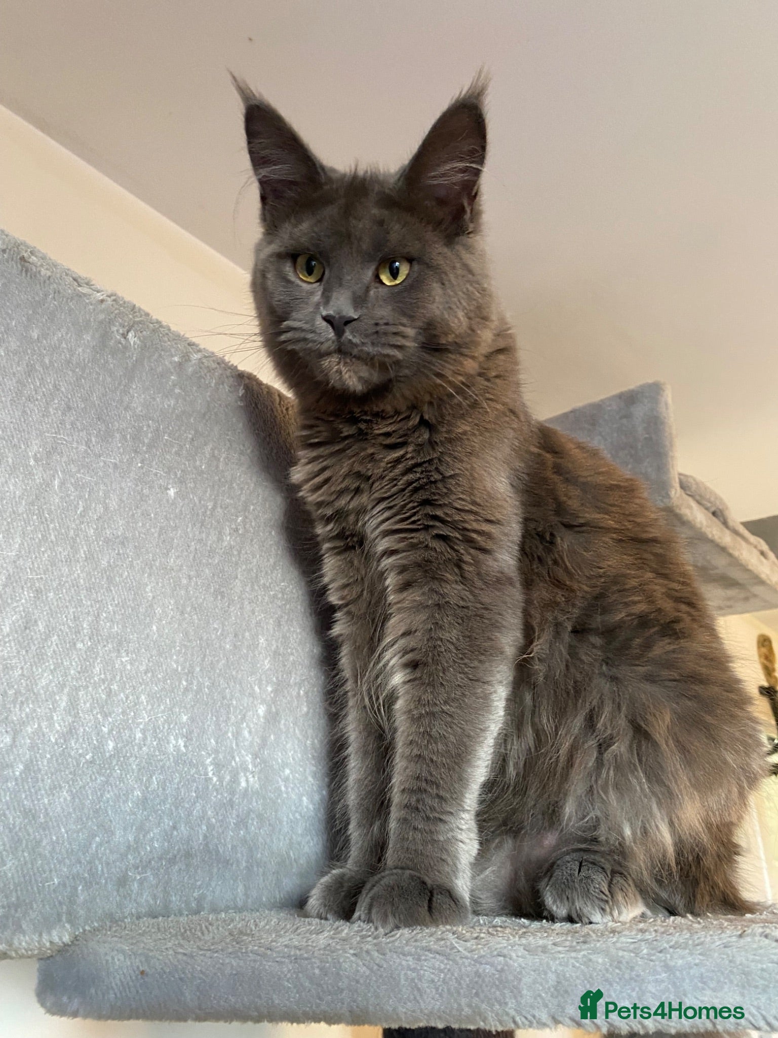Maine Coon cats 💙*🔥*SOLID BLUE MAINE COON FEMALE*🔥*💙 - Advert 2