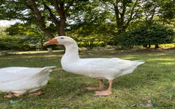Geese poultry for sale: Embden Geese  - Image 5