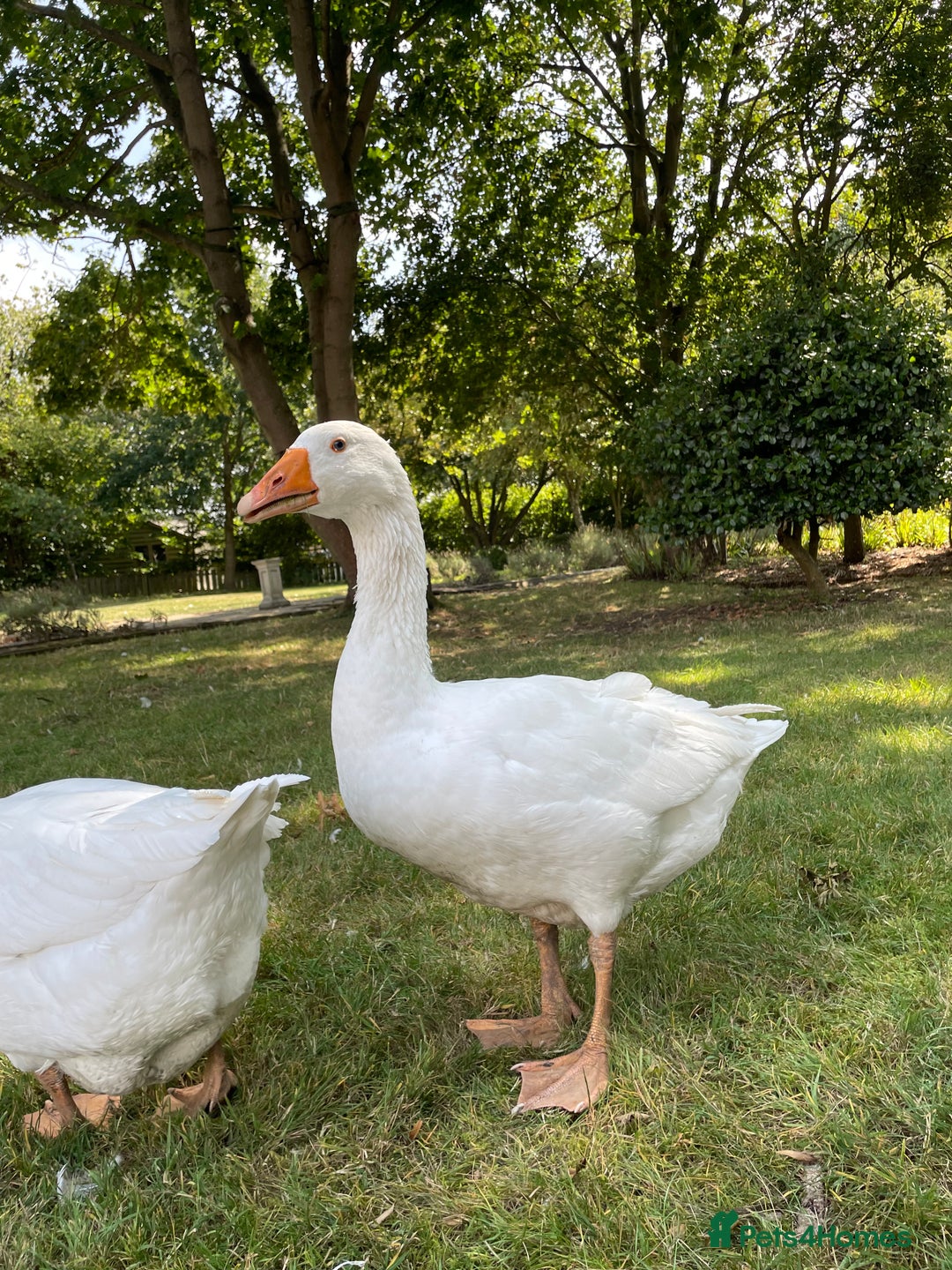 Geese poultry for sale: Embden Geese  - Image 5