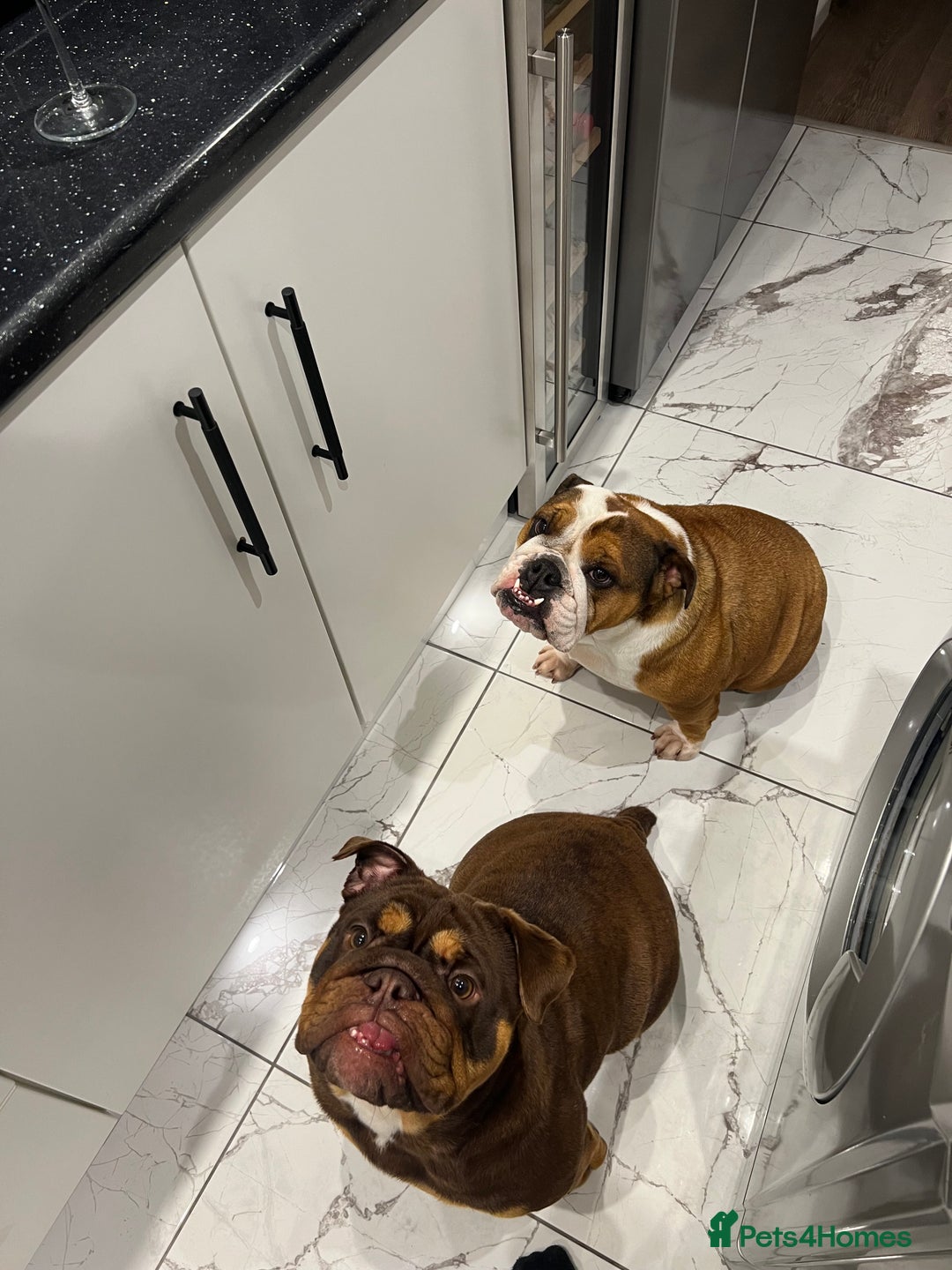 English Bulldog dogs for sale: Beautiful english bulldog  - Advert 2