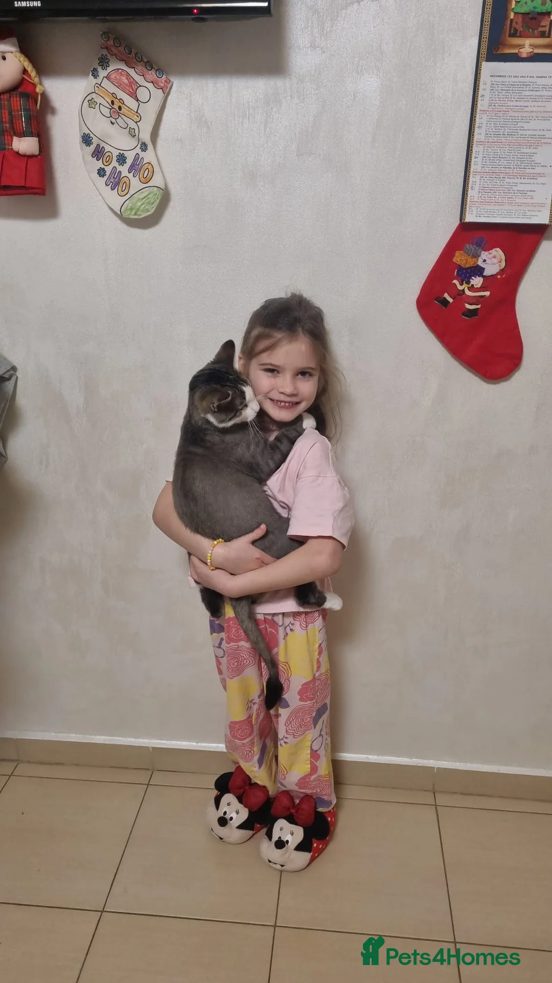 Mixed Breed cats for sale: TOMMY -a very friendly boy who needs a Loving Home - Advert 7