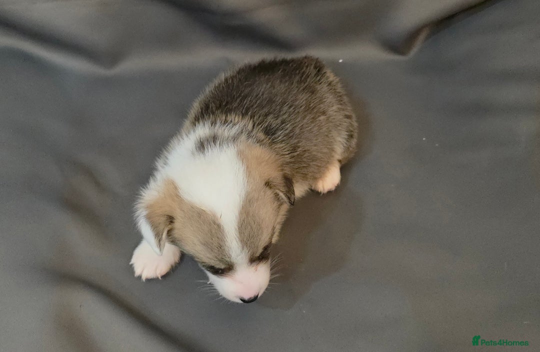 Welsh Corgi Pembroke dogs for sale: 33rd Generation RKC Pembroke Corgi Pups - Advert 12