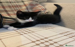 Mixed Breed cats for sale: Fluffy,bengal mixed,energetic kittens - Image 17
