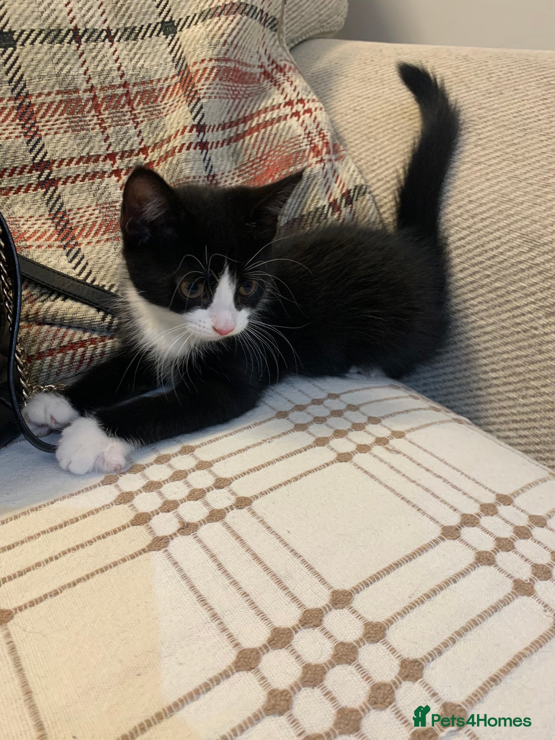 Mixed Breed cats for sale: Fluffy,bengal mixed,energetic kittens - Image 17