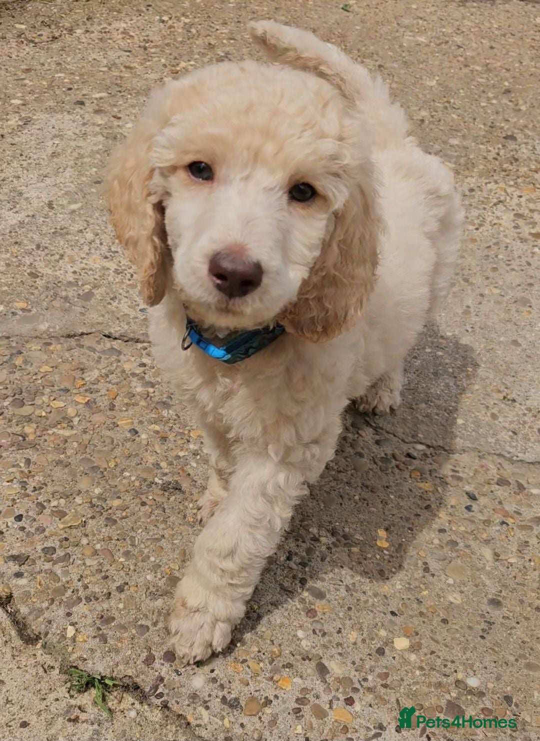 Standard Poodle dogs 🩵Standard poodle boys🩵 - Advert 1