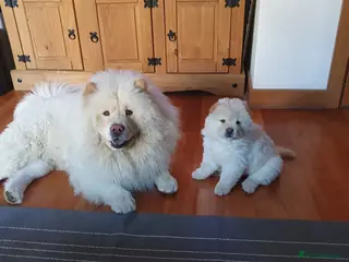 Chow Chow dogs 🐾 Chow Chow Puppies for Sale! 🐾 - Advert 11