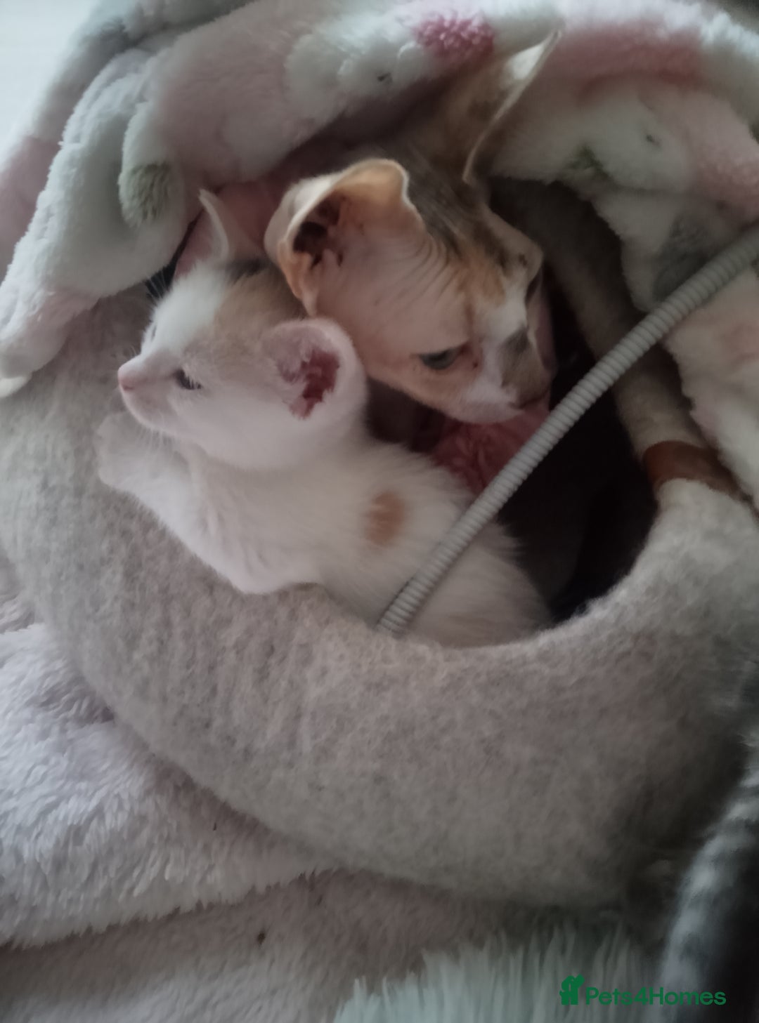 Mixed Breed cats for sale: Sphinx cross kittens available  - Advert 7