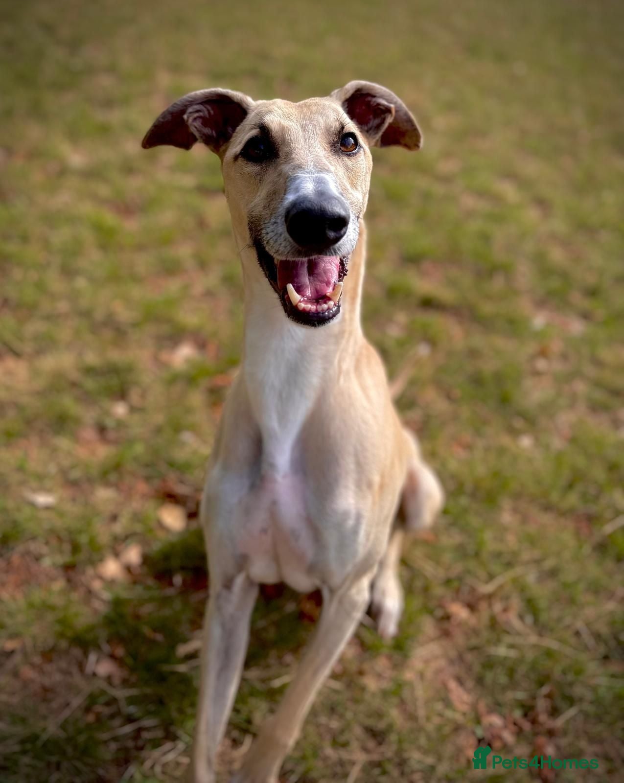 Lurcher dogs Lenny - Lurcher for Adoption - Advert 1