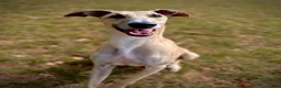 Lurcher dogs for adoption: Lenny - Lurcher for Adoption in Wells - Advert 1