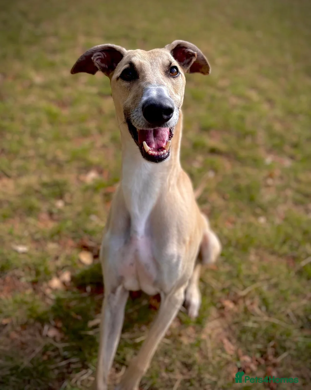 Lurcher dogs for adoption: Lenny - Lurcher for Adoption in Wells - Advert 1