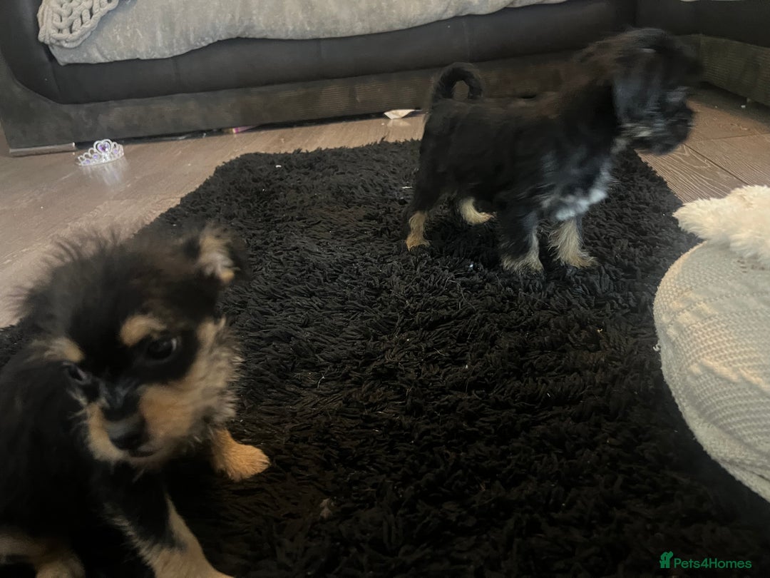 Mixed Breed dogs for sale: Jackapoo frenchy - Advert 25