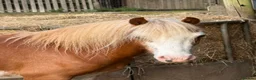 Welsh Section A horses for sale: Flash - Advert 1
