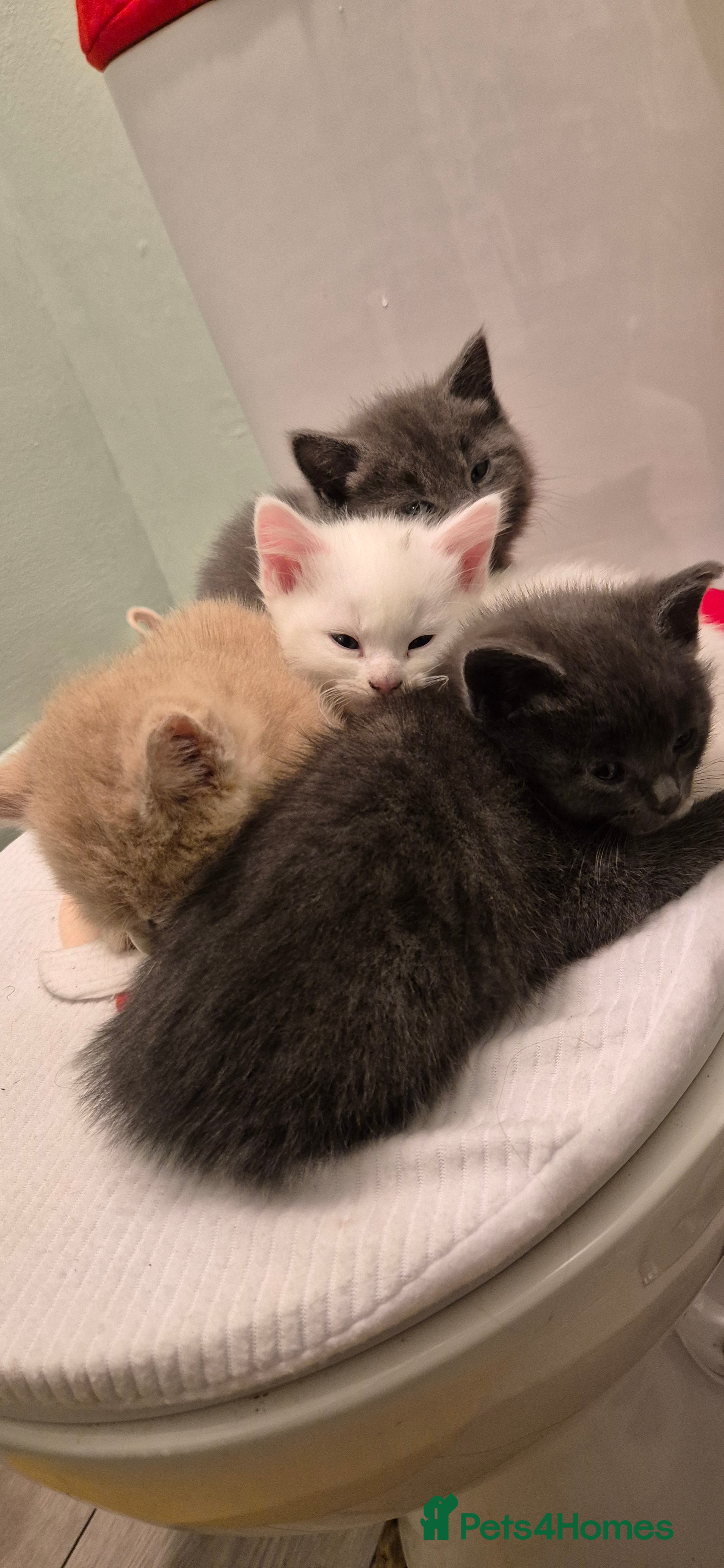 Mixed Breed cats Kittens for sale  - Advert 2