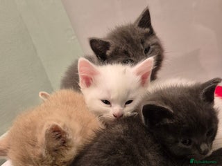 Mixed Breed cats Kittens for sale - Advert 3