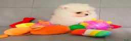 Pomeranian dogs for sale: Stunning KC Pomeranian Puppies for sale - Advert 19