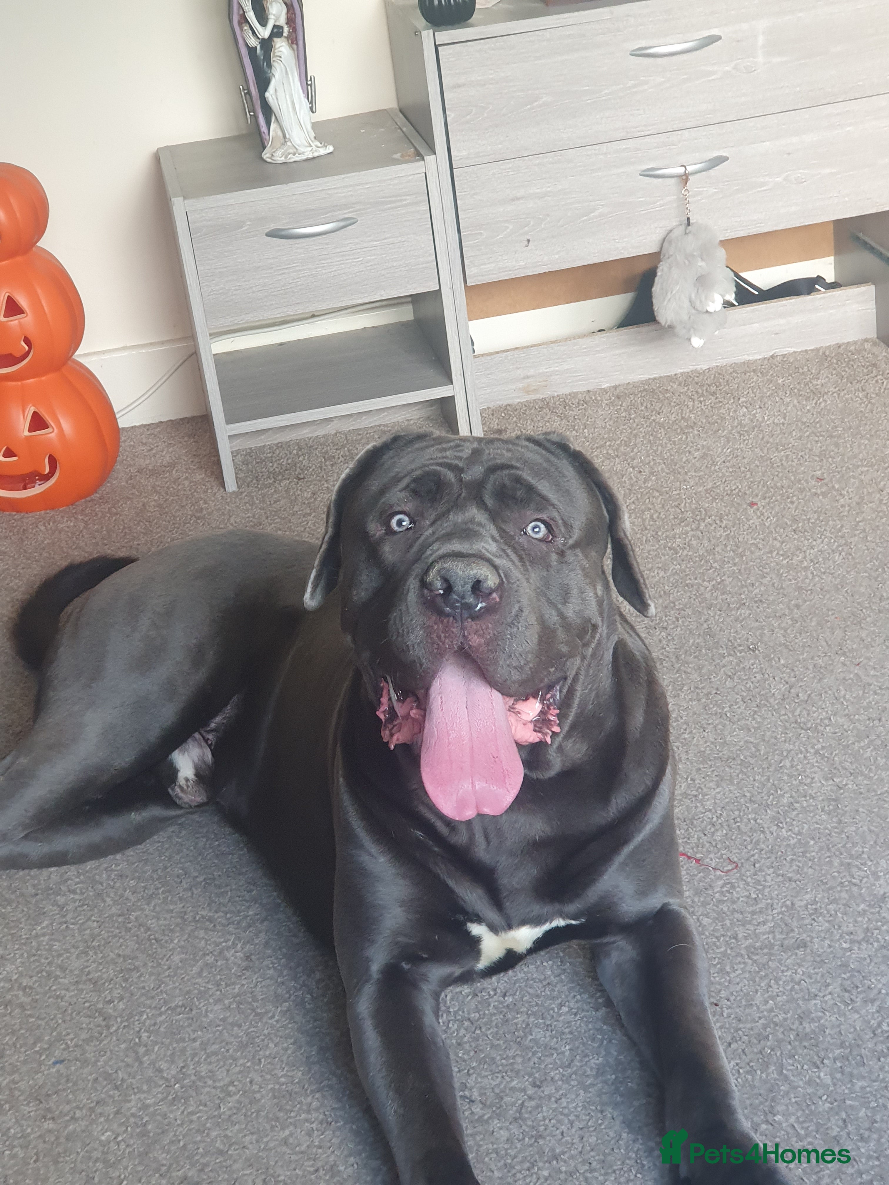 Cane Corso dogs Male cano corsa - Advert 1