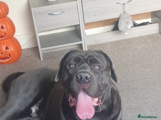 Cane Corso dogs Male cano corsa - Advert 1