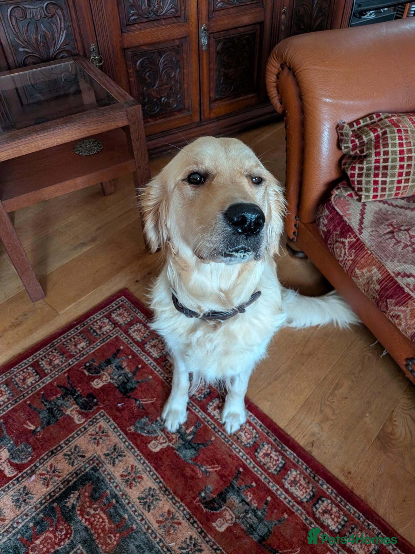 Golden Retriever dogs Pedigree Golden Retriever pups for sale - Advert 14