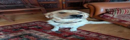 Golden Retriever dogs for sale: Pedigree Golden Retriever pups for sale - Advert 1