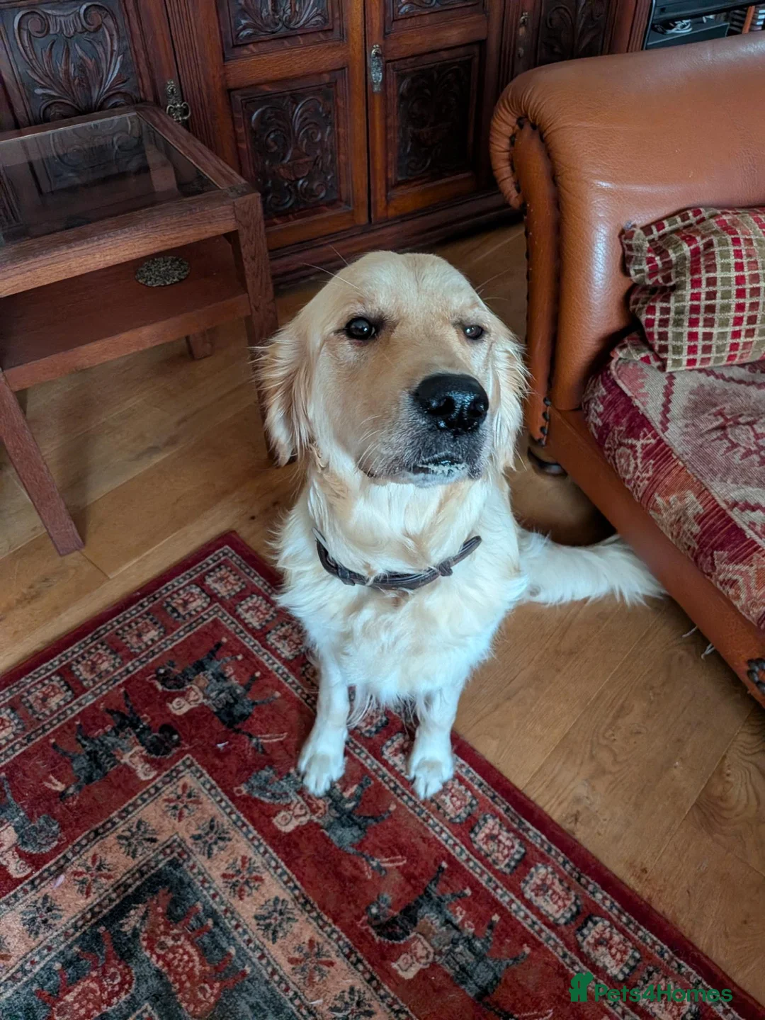 Golden Retriever dogs for sale: Pedigree Golden Retriever pups for sale - Advert 1