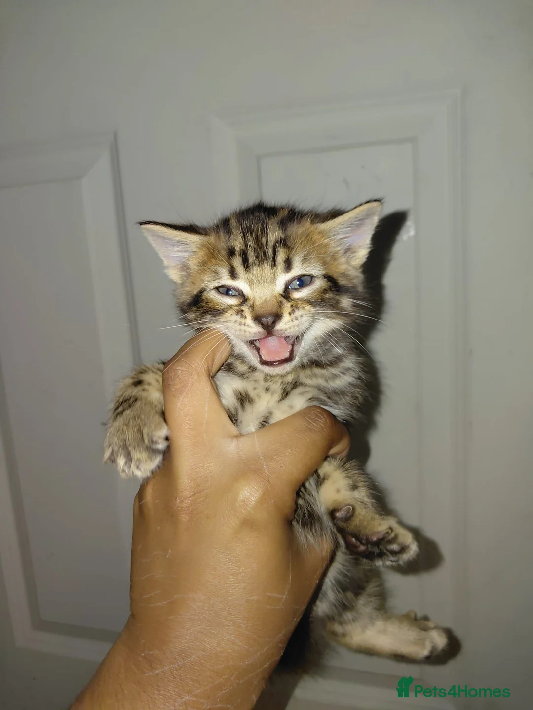 Bengal cats for sale: Rare Silver Smoke Bengal and Black Kittens. MALES - Advert 25