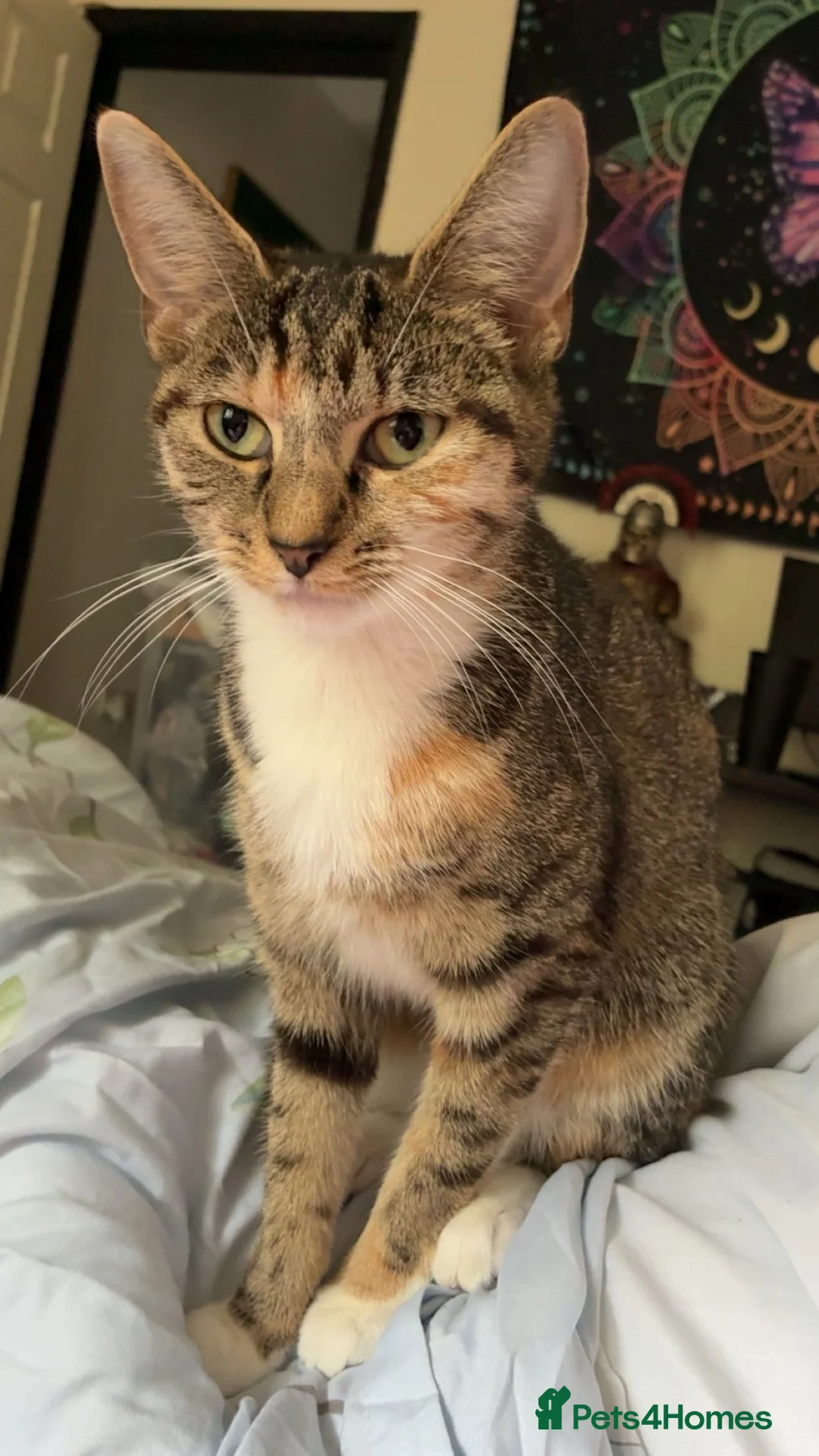 Mixed Breed cats for sale: Nala  in Wolverhampton - Advert 2