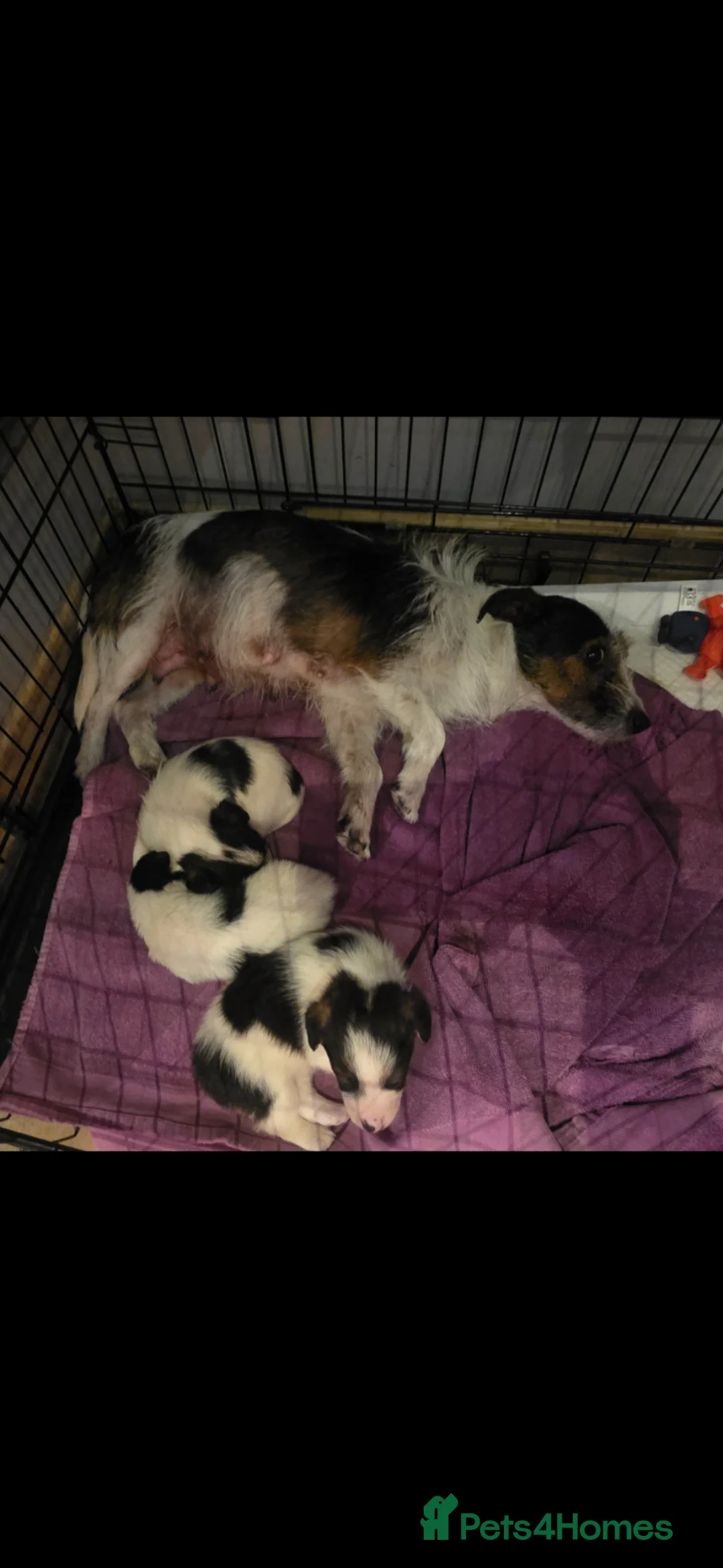 Jack Russell dogs for sale: 3 Jack Russell pups for sale  in Sittingbourne - Advert 2